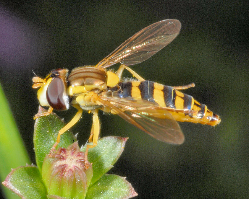 La toeletta